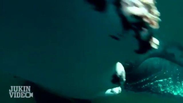 Une baleine à bosse cogne un plongeur... Le smack de la mort!