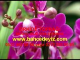 orkide toprağı satış, orkide bakımı, orkide harcı, orkide fiyatı, orkide toprağı nasıl değiştirilir, orkide yetiştiriciliği