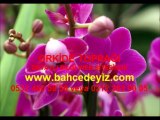 ORKİDE TOPRAĞI,orkide-topragi,orkide-toprağı,orkide-bakımı,orkide-yetiştiriciliği,orkide toprak değişimi