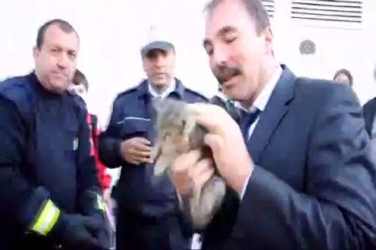Kaputa sıkışan yavru kedi kurtarıldı
