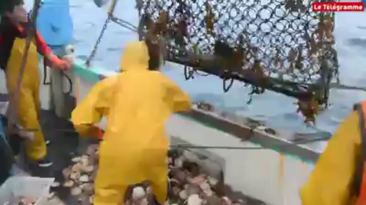 Baie de Saint-Brieuc. Pêche à la coquille : à bord du Vafian