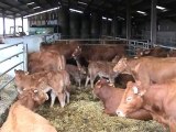 Engraissement bovins mâles de moins de 1 an