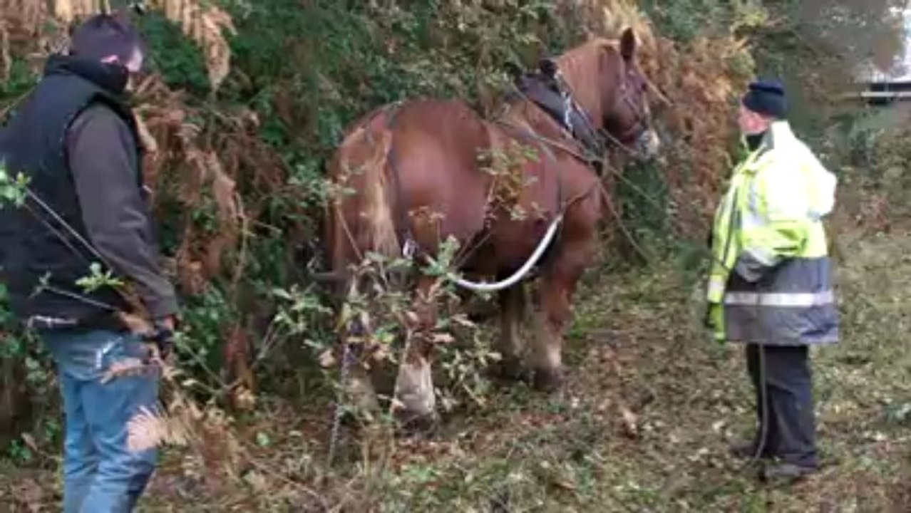 Concarneau : un cheval de trait sur la voie verte