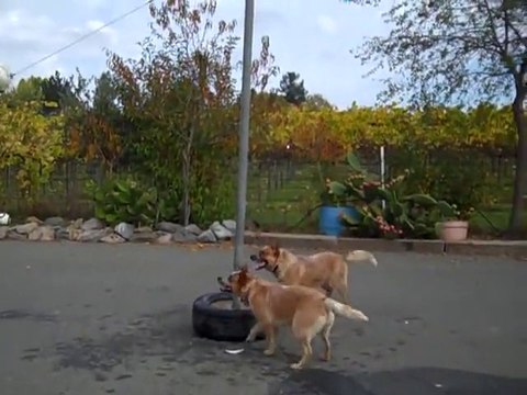 Funny australian cattle dogs playing tetherball