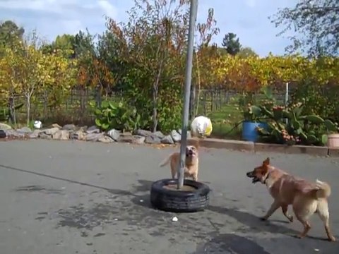 2 chiens jouent avec un ballon commes des fous.