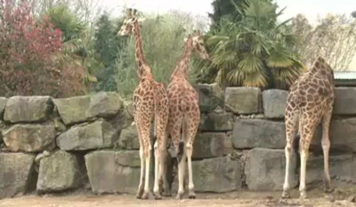 Trail. Championnat de Bretagne (court) : Pasquio come à la maison
