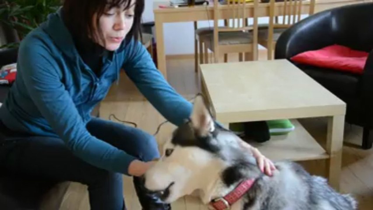 Douarnenez. La chienne Bulle sur des tickets de jeu à gratter