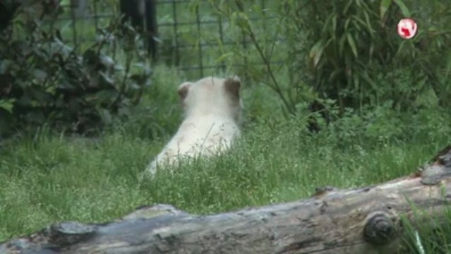 Pont-Scorff. Naisance de trois lionceaux au zoo