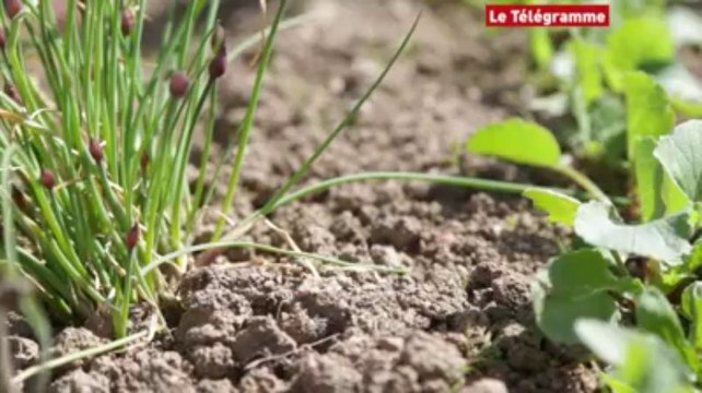 Plomelin (29). Ils sèment et offrent leurs légumes