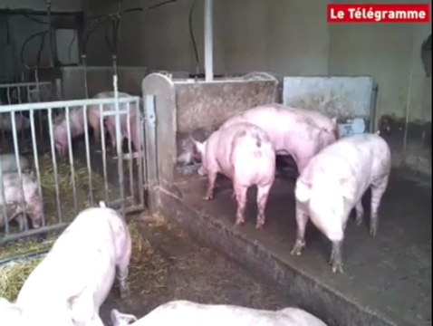 Plonévez-Porzay. Xavier Beulin visite une porcherie