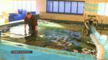 Morbihan. Huîtres : la qualité de l’eau inquiète