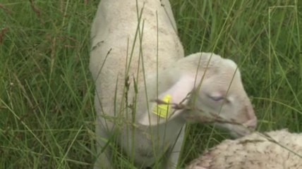 Vannes. Des éleveurs contre le puçage de leurs troupeaux