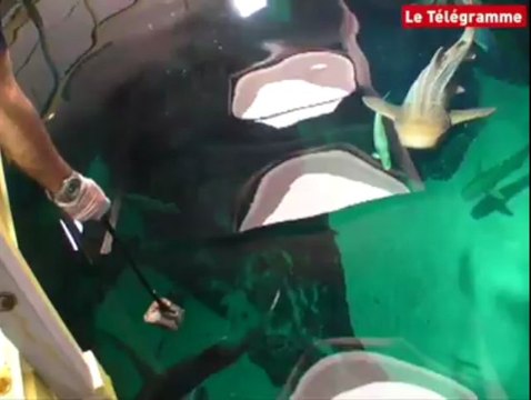 Brest. Dans les coulisses d'Océanopolis