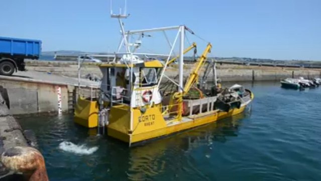 Ramassage d'algues vertes en baie de Douarnenez