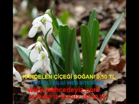 Kardelen çiçeği,kardelen çiçeği soğanı,kardelen soğanı,kardelen tohumu,kardelen çiçeği yetiştiriciliği