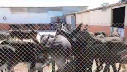 Bu sütün litresi 60 lira