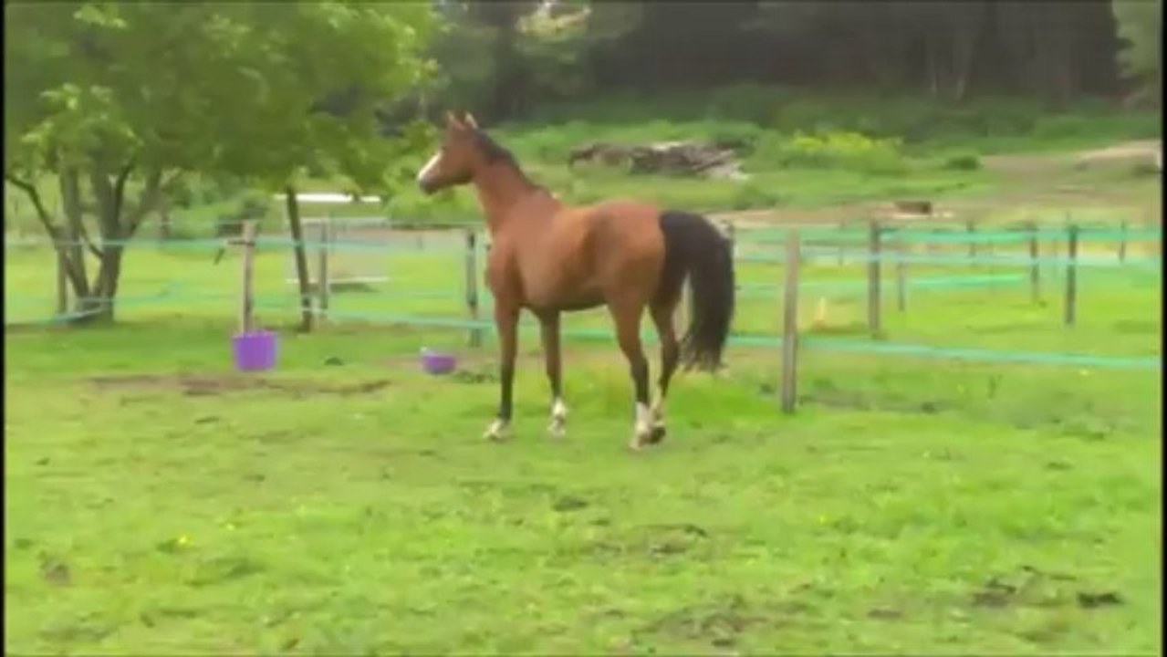 Quacharelle de laye ♥