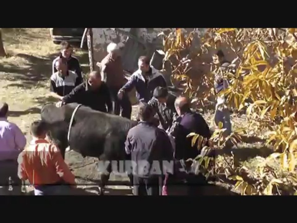 2013 Kurban Bayramı Ceritte Kurban Kesimi