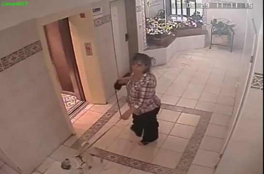 Chien vs Ascenseur : il échappe à la mort