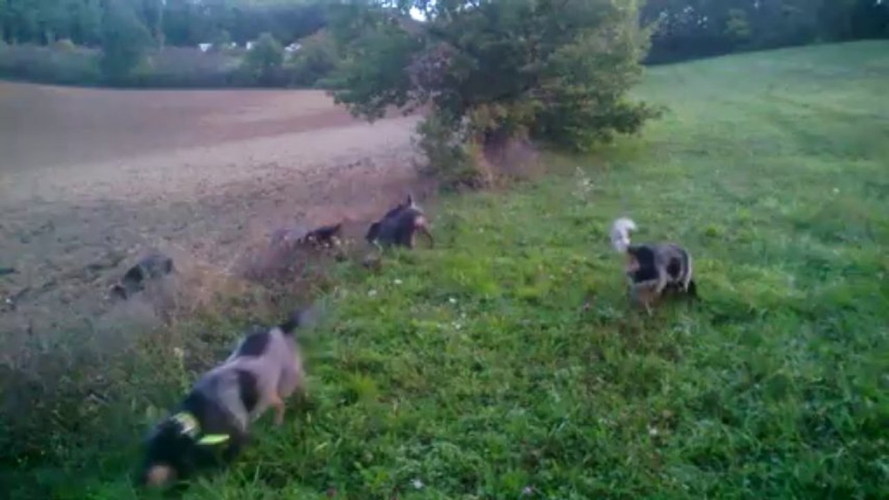 Rapproché_lièvre_griffons_bleus