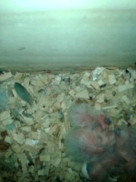 1ère repro de mon Couple Perruches Catherine eam (couple tout juste âgé de 2 ans)