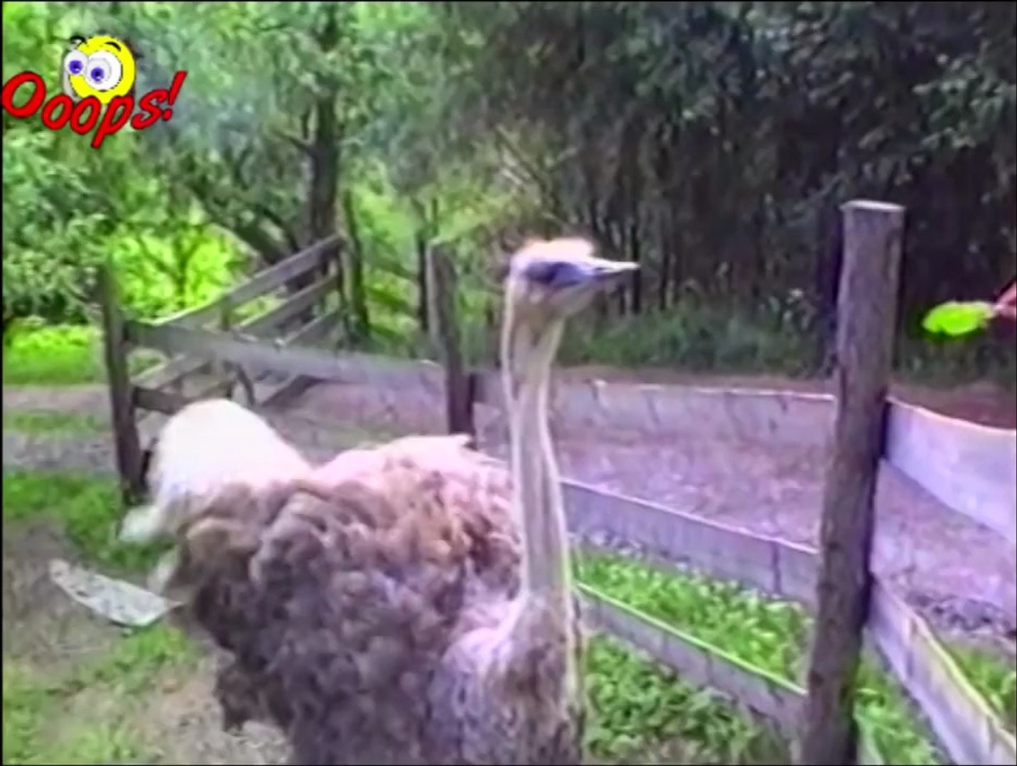 Funny Animals : Funny Animal Attacks
