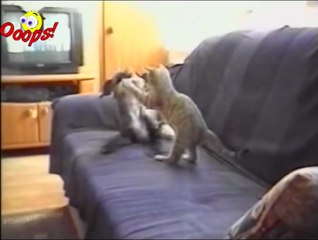 Funny Animals - Funny Dogs & Cats  - Animal Attacks