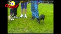 Funny Fail Videos Of April 2012 Compilation