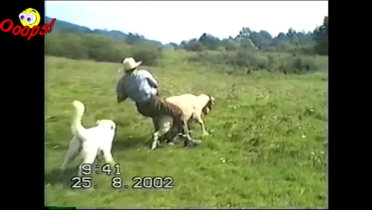 Funny Animals - Funny Dogs FAIL Compilation