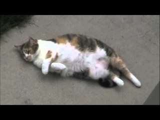 The Cats Only Trick - Fat Cat Farting