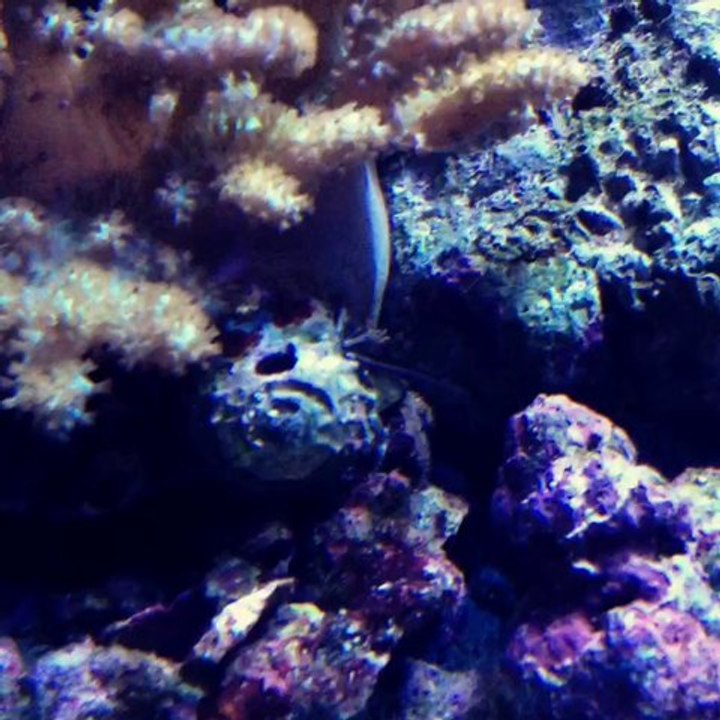 Aquarium 300 litres décante comprise , environ 3 mois d'acclimatation .