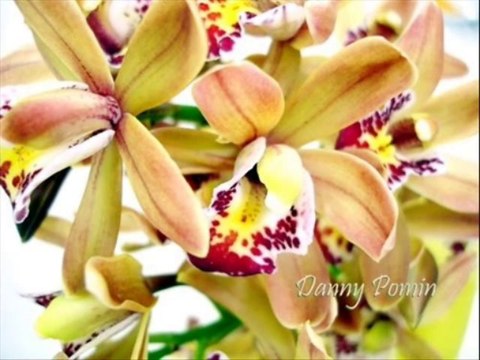 SALMOS CAP 121 - A BIBLIA NA LINGUAGEM DE HOJE