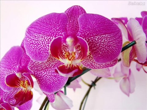 SALMOS CAP 122 - A BIBLIA NA LINGUAGEM DE HOJE