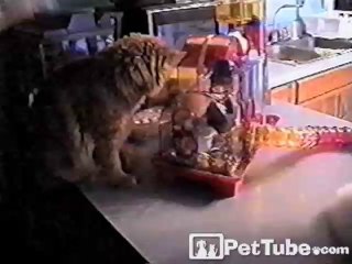 Kitties and Their Pet Hamsters