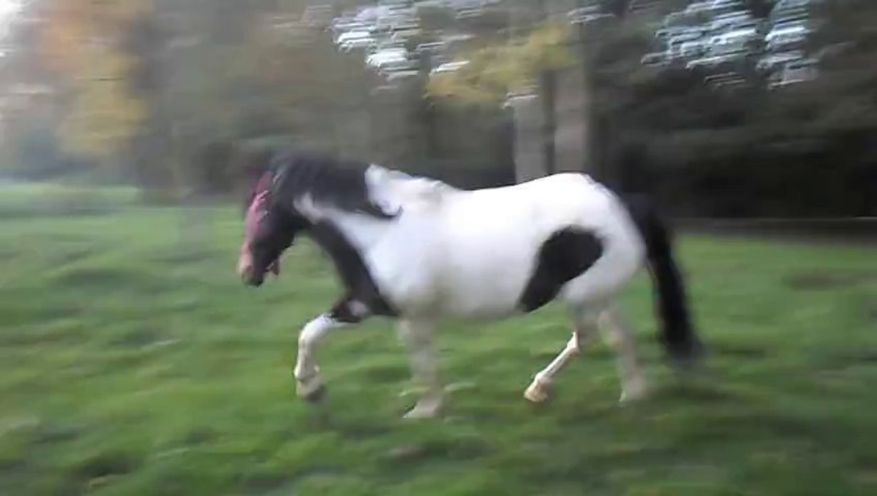 trot Tessy 2