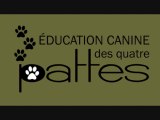 Dressage chien: les effets néfastes de la clôture électrique pour le chien.