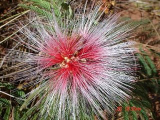 SALMOS CAP 29  - A BIBLIA NA LINGUAGEM DE