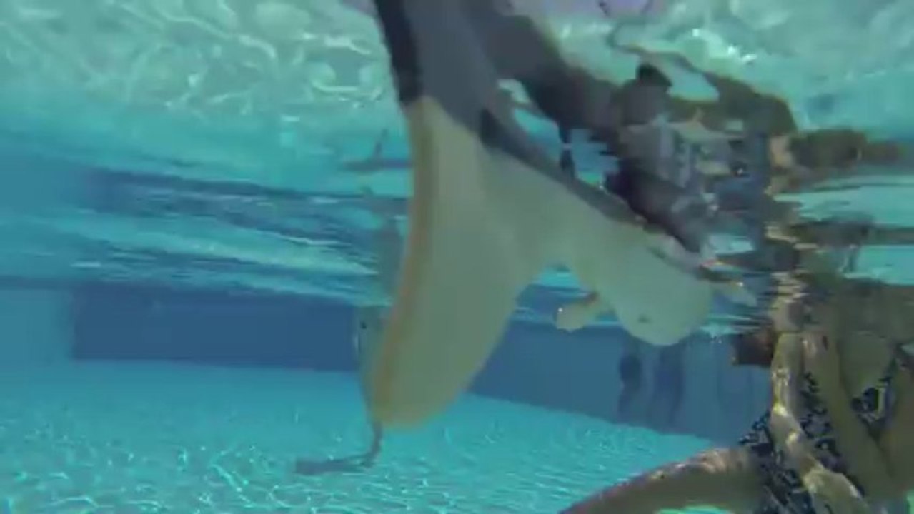 Shark in the Pool
