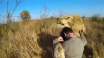 ¿Te atreverías a abrazar a los leones como hace este hombre?