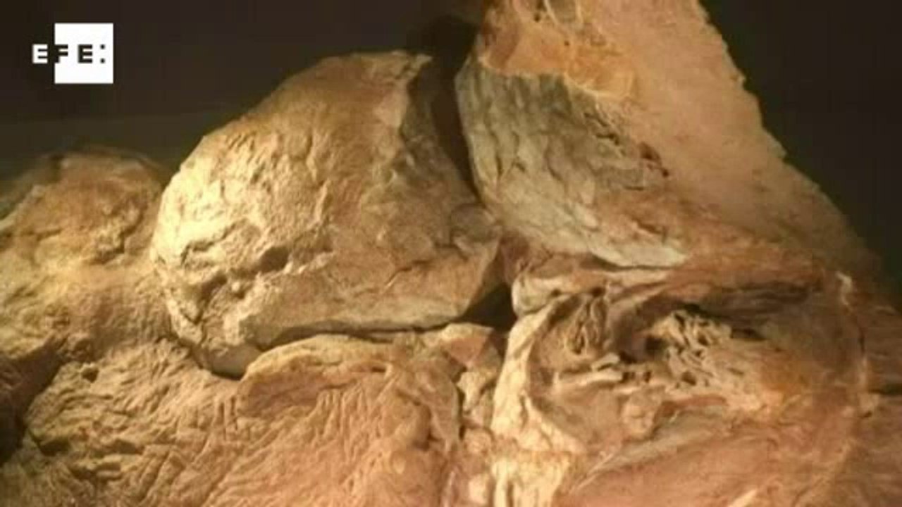 Dinossauros tinham instintos maternais há 190 milhões de anos, diz estudo