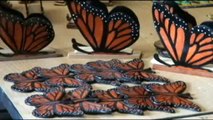 Te mostramos las mariposas monarca de México