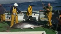 EFEverde. El Mediterráneo, campo de cosecha del atún rojo que alarma a los ecologistas