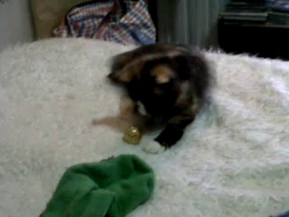 PUTREE my baby meaw