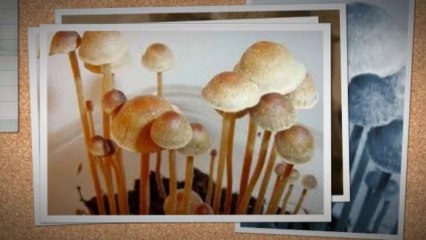 How To Grow Magic Mushrooms