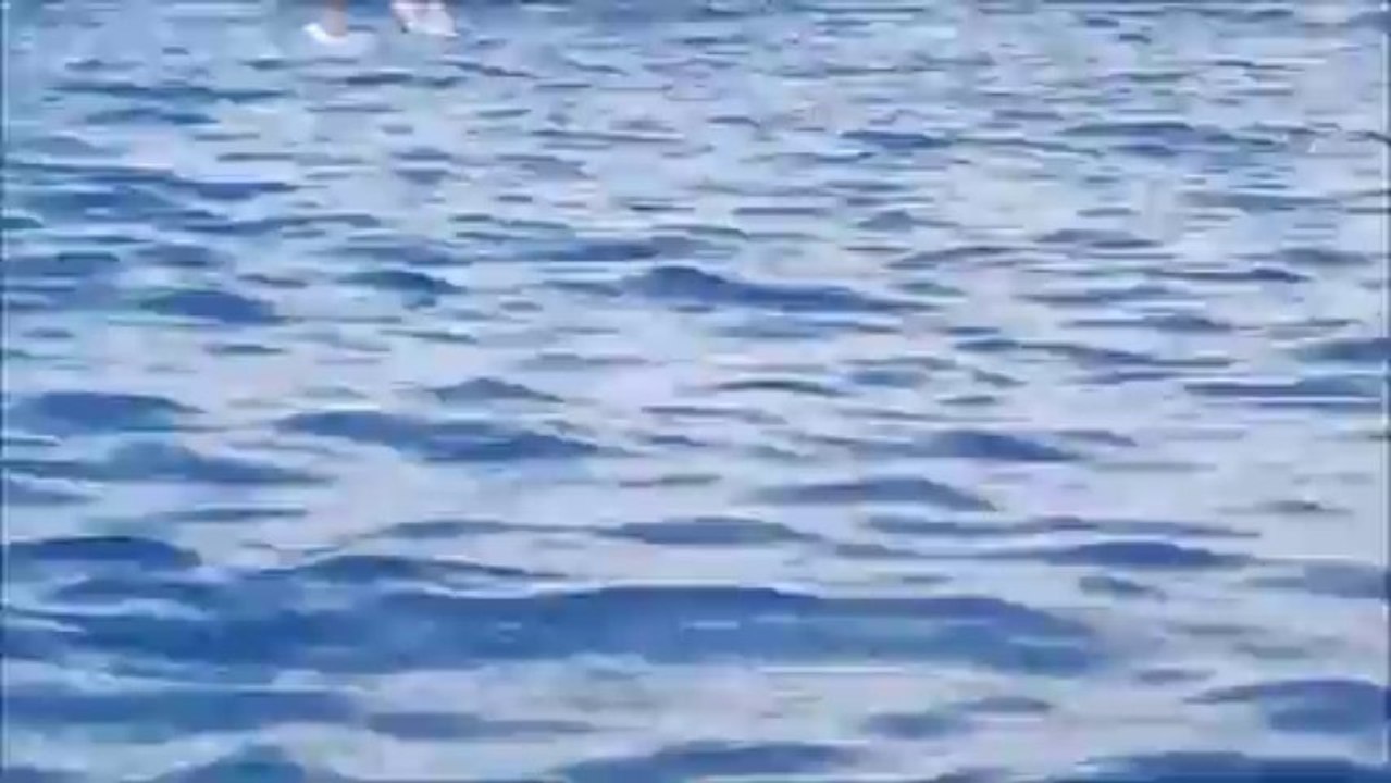 Chasses de Thons  Rade de Cannes  oct. 2013 Antomicou