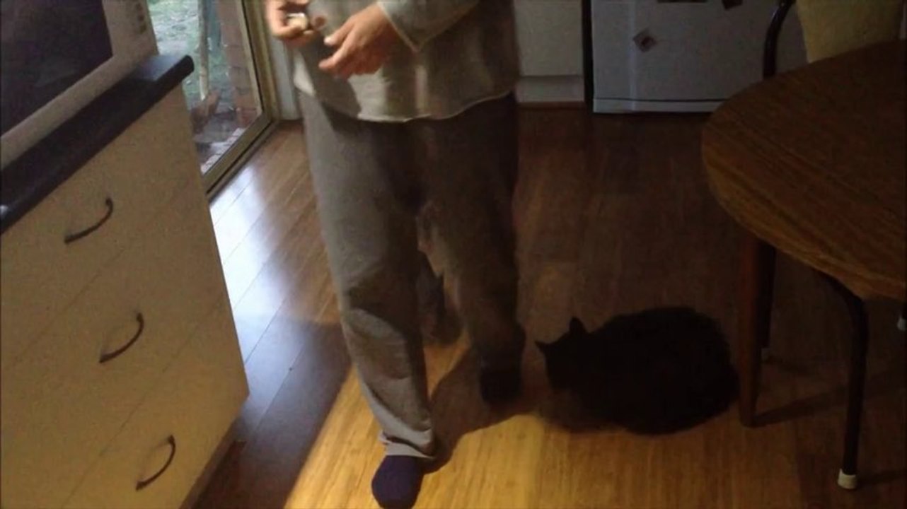 Household Wombat Meets the Cat