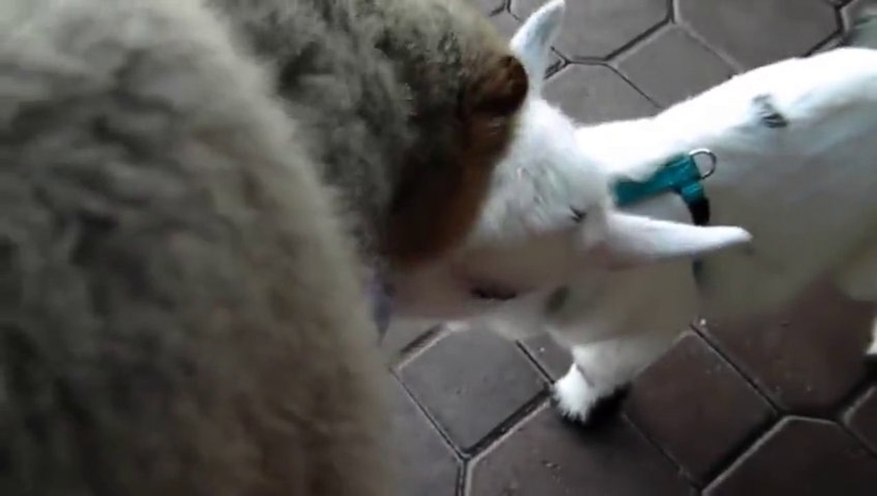 Bébé chèvre contre bébé lémurien... tout ça pour une bouteille de Lait.