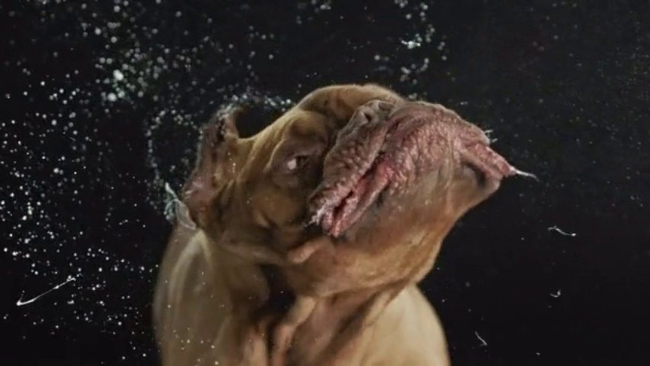 SHAKE baby SHAKE! So cute dogs shaking heads in Slow Motion.