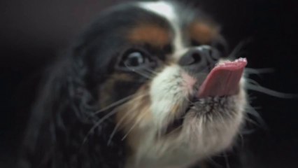 Download Video: Des chiens en slow motion. Trop mignon!