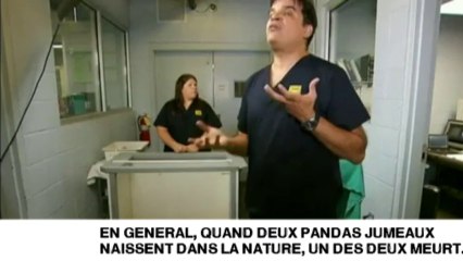 Visite médicale pour deux pandas jumeaux au zoo d'Atlanta